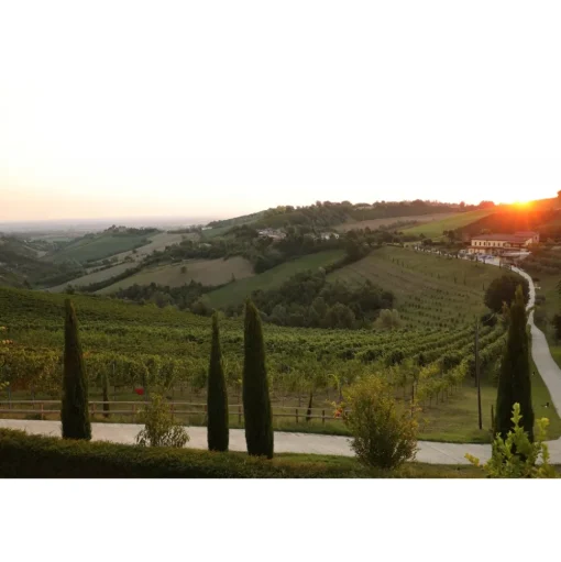 Acetaia Sereni - Exclusive Experience - Guided Tour - Tasting - Balsamic Vinegar of Modena D.O.P. - 4 Days 3 Nights - Avvenice
