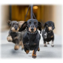 B Wilde Collection - Cabo Leash - Turquoise - Cabo Collection - Leather Leash - High Quality Luxury - Avvenice