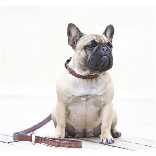 B Wilde Collection - Coco Collar - Coco Collection - Crocodile Collar - High Quality Luxury - Avvenice