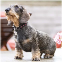 B Wilde Collection - Set Cabo - Collar & Leash - Pink - Cabo Collection - Leather Collar - High Quality Luxury - Avvenice