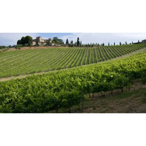 Castello di Meleto - Good Morning - History - Art - Wine - 3 Days 2 Nights - Avvenice