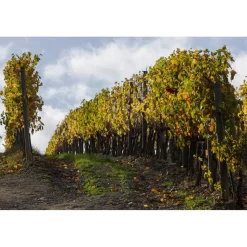 Castello di Meleto - Good Morning - History - Art - Wine - 3 Days 2 Nights - Avvenice