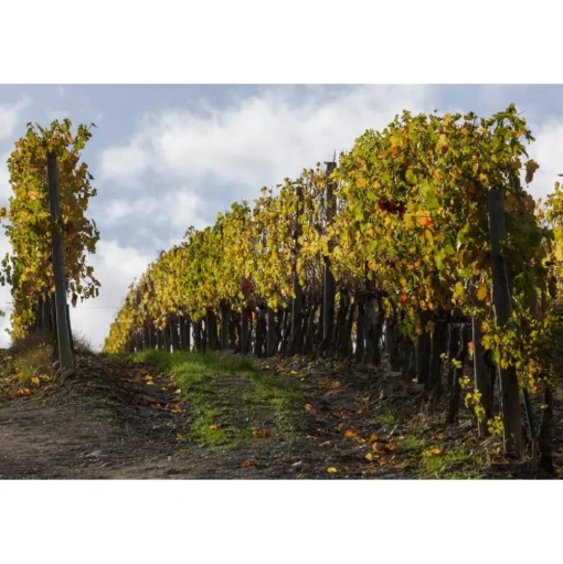 Castello di Meleto - Good Morning - History - Art - Wine - 3 Days 2 Nights - Avvenice