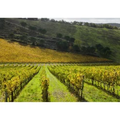 Castello di Meleto - Good Morning - History - Art - Wine - 3 Days 2 Nights - Avvenice