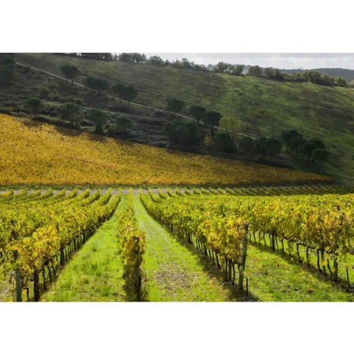 Castello di Meleto - Good Morning - History - Art - Wine - 3 Days 2 Nights - Avvenice