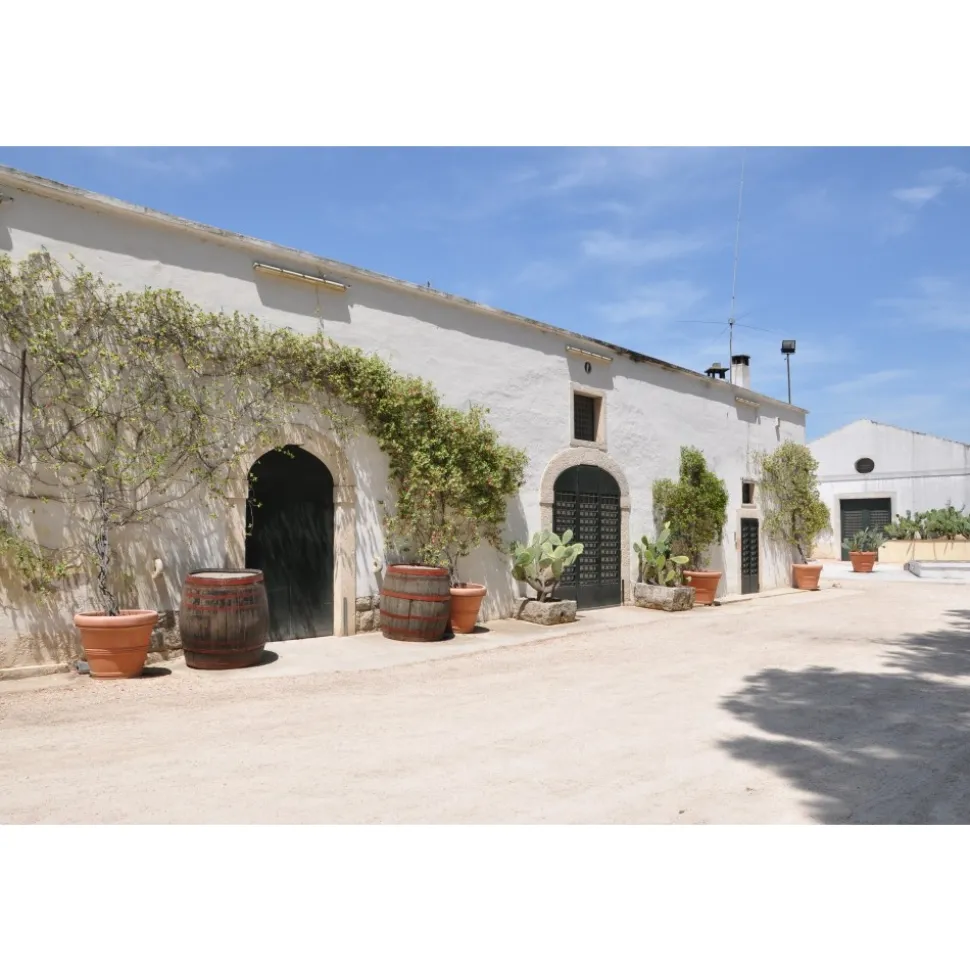 Conte Spagnoletti Zeuli - Tour Zeuli - Guided Tour of the XVIII Cellar, Olive Oil Plant, Vineyards and Olives - Daily - Avvenice