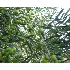 Conte Spagnoletti Zeuli - Tour Zeuli - Guided Tour of the XVIII Cellar, Olive Oil Plant, Vineyards and Olives - Daily - Avvenice