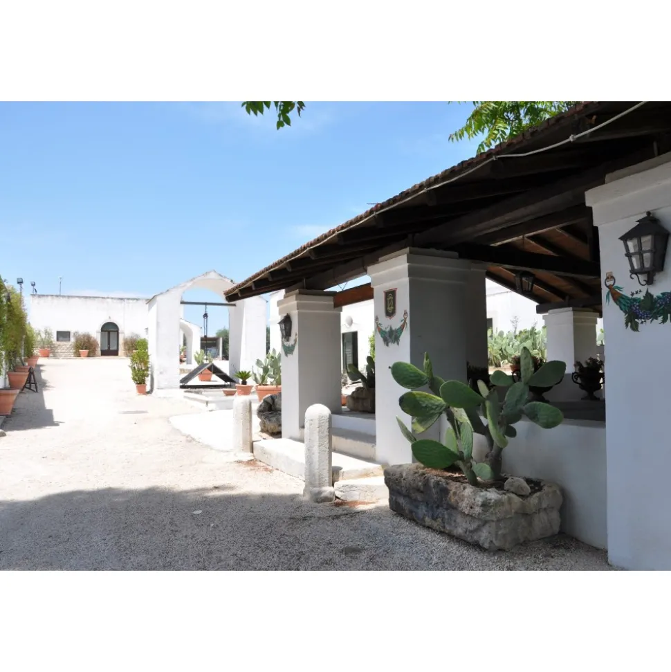 Conte Spagnoletti Zeuli - Tour Zeuli - Guided Tour of the XVIII Cellar, Olive Oil Plant, Vineyards and Olives - Daily - Avvenice