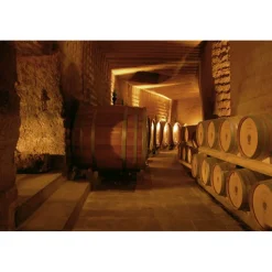 Conte Spagnoletti Zeuli - Tour Zeuli - Guided Tour of the XVIII Cellar, Olive Oil Plant, Vineyards and Olives - Daily - Avvenice