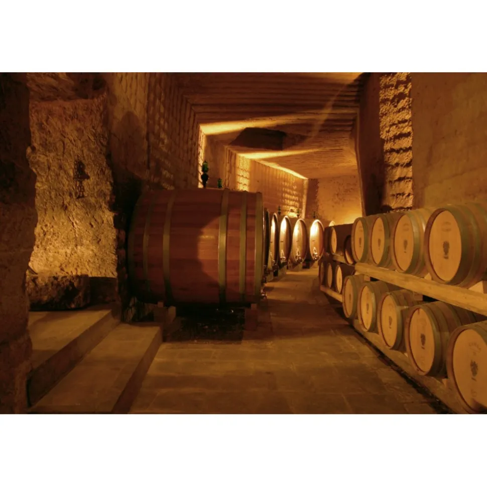 Conte Spagnoletti Zeuli - Tour Zeuli - Guided Tour of the XVIII Cellar, Olive Oil Plant, Vineyards and Olives - Daily - Avvenice