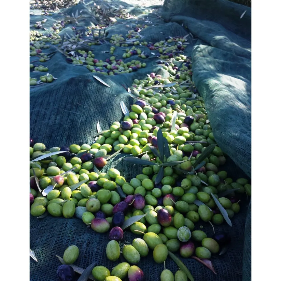 Conte Spagnoletti Zeuli - Tour Zeuli - Guided Tour of the XVIII Cellar, Olive Oil Plant, Vineyards and Olives - Daily - Avvenice