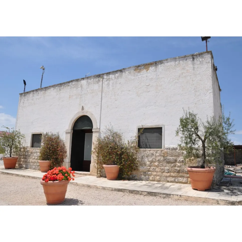 Conte Spagnoletti Zeuli - Tour Zeuli - Guided Tour of the XVIII Cellar, Olive Oil Plant, Vineyards and Olives - Daily - Avvenice