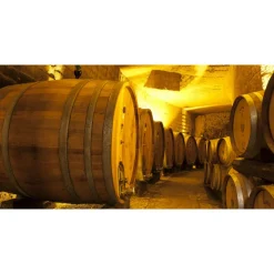 Conte Spagnoletti Zeuli - Tour Zeuli - Guided Tour of the XVIII Cellar, Olive Oil Plant, Vineyards and Olives - Daily - Avvenice