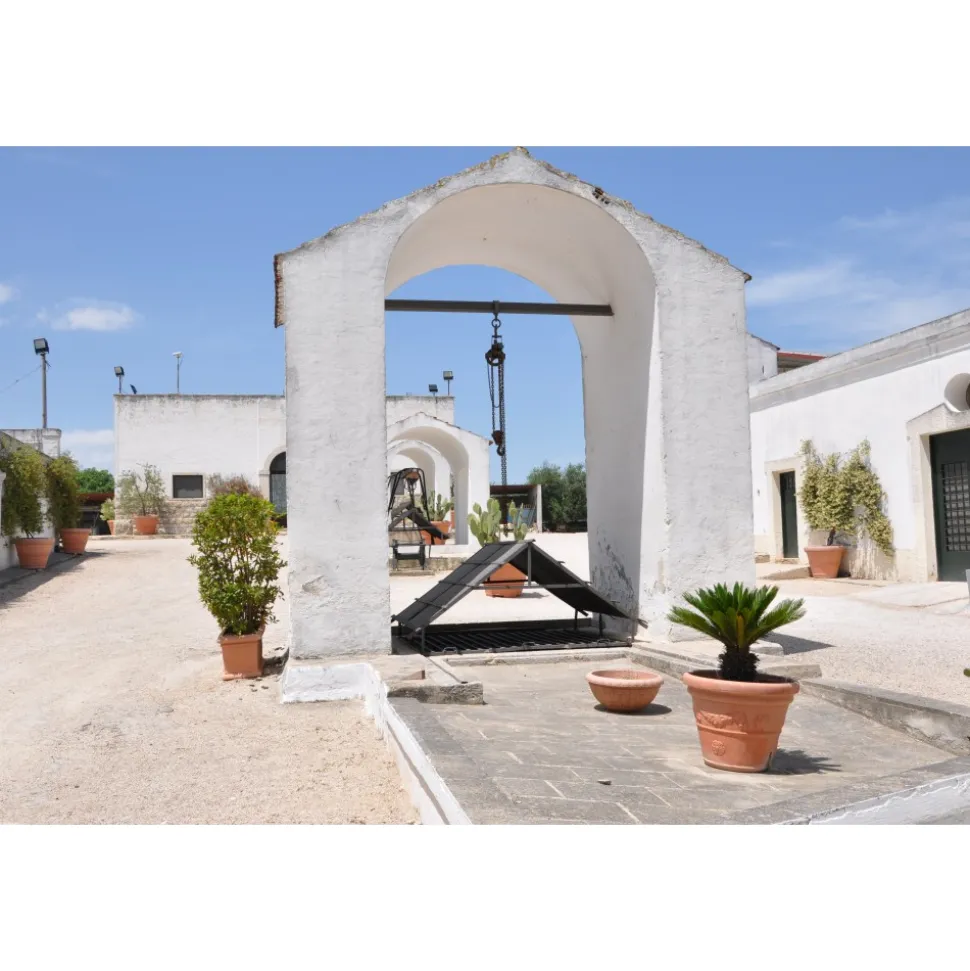 Conte Spagnoletti Zeuli - Tour Zeuli - Guided Tour of the XVIII Cellar, Olive Oil Plant, Vineyards and Olives - Daily - Avvenice