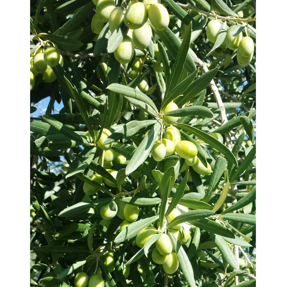 Conte Spagnoletti Zeuli - Tour Spagnoletti - Guided Tour of the XVIII Cellar, Olive Oil Plant, Vineyards and Olives - Daily - Avvenice