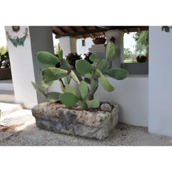 Conte Spagnoletti Zeuli - Tour Spagnoletti - Guided Tour of the XVIII Cellar, Olive Oil Plant, Vineyards and Olives - Daily - Avvenice