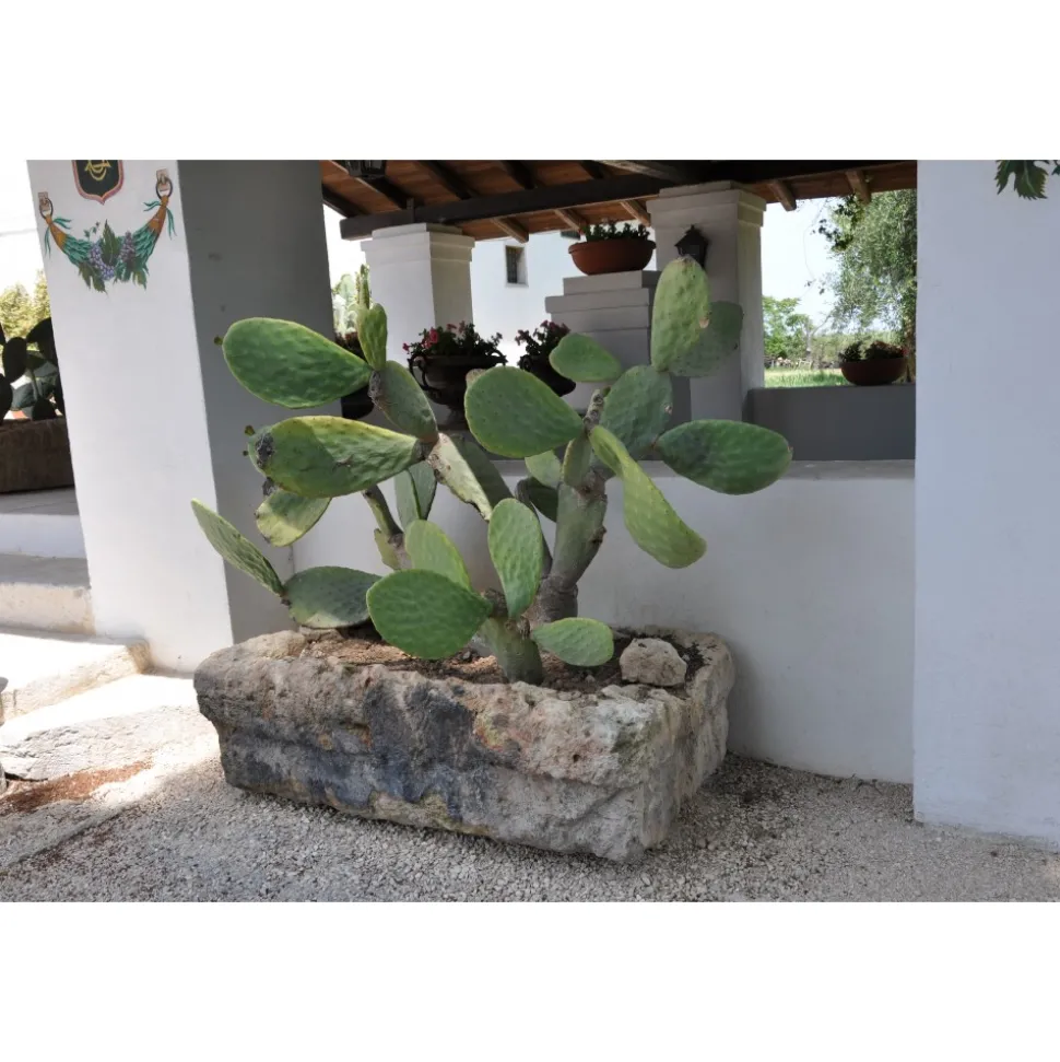 Conte Spagnoletti Zeuli - Tour Spagnoletti - Guided Tour of the XVIII Cellar, Olive Oil Plant, Vineyards and Olives - Daily - Avvenice