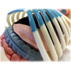 Fame Master - Small Gummi Bear - Red - 4D Master - Mighty Jaxx - Jason Freeny - Body Anatomy - XX Ray - Art Toys - Avvenice