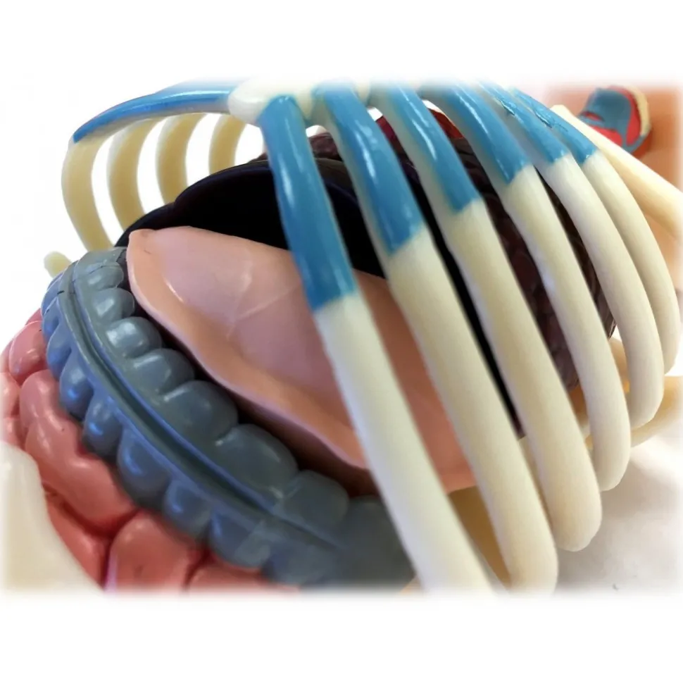 Fame Master - Small Gummi Bear - Red - 4D Master - Mighty Jaxx - Jason Freeny - Body Anatomy - XX Ray - Art Toys - Avvenice