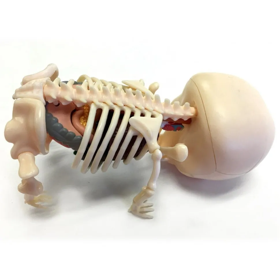 Fame Master - Small Gummi Bear - Red - 4D Master - Mighty Jaxx - Jason Freeny - Body Anatomy - XX Ray - Art Toys - Avvenice