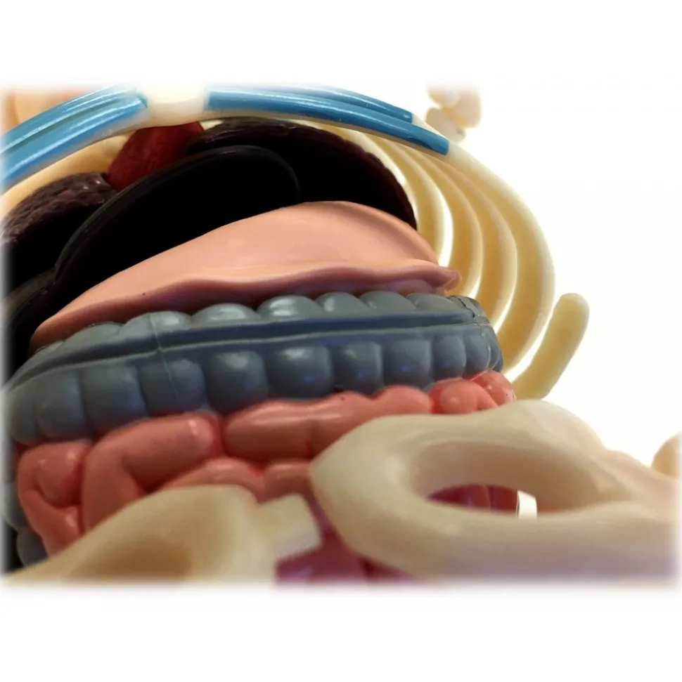 Fame Master - Small Gummi Bear - Red - 4D Master - Mighty Jaxx - Jason Freeny - Body Anatomy - XX Ray - Art Toys - Avvenice