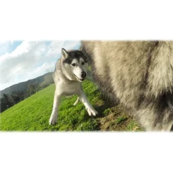 GoPro - Fetch - Dog Harness - GoPro Accessories - Avvenice