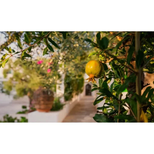 Il Melograno - Essence of Melograno - 4 Days 3 Nights - Avvenice