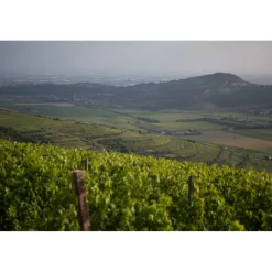 Massimago Wine Relais - MasterChef Experience - 3 Days 2 Nights - Avvenice
