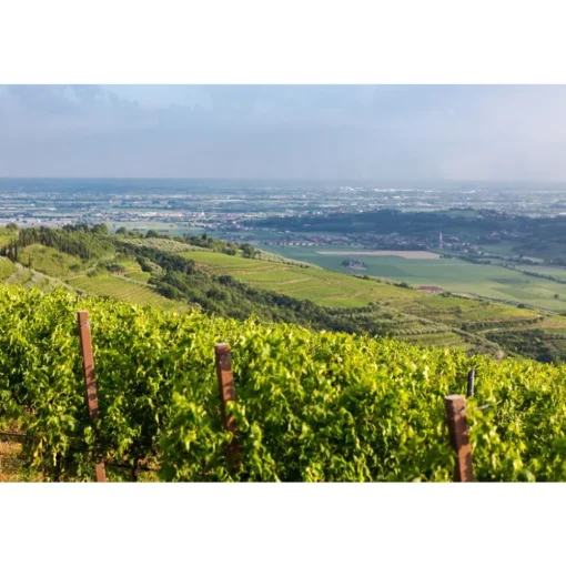 Massimago Wine Relais - MasterChef Experience - 3 Days 2 Nights - Avvenice