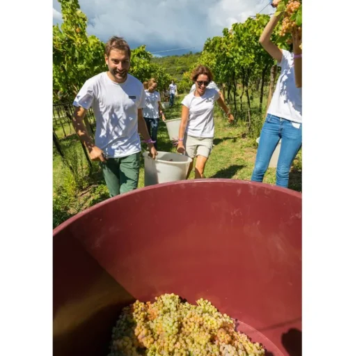 Massimago Wine Relais - MasterChef Experience - 3 Days 2 Nights - Avvenice