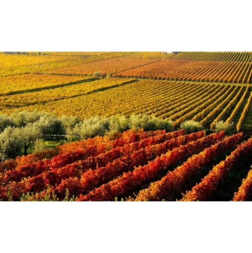 Massimago Wine Relais - MasterChef Experience - 3 Days 2 Nights - Avvenice