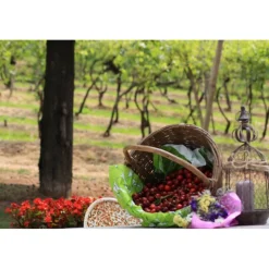 Massimago Wine Relais - MasterChef Experience - 4 Days 3 Nights - Avvenice