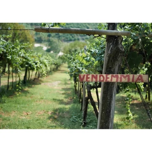 Massimago Wine Relais - MasterChef Experience - 4 Days 3 Nights - Avvenice