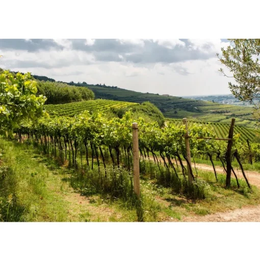 Massimago Wine Relais - Valpolicella Relax Experience - 3 Days 2 Nights - Avvenice