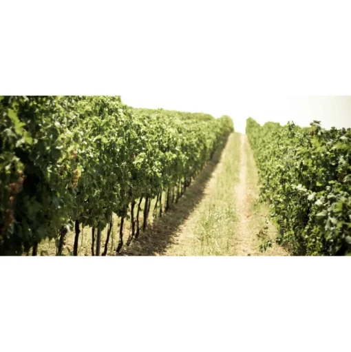 Massimago Wine Relais - Valpolicella Relax Experience - 3 Days 2 Nights - Avvenice