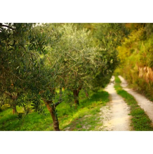 Massimago Wine Relais - Valpolicella Relax Experience - 3 Days 2 Nights - Avvenice