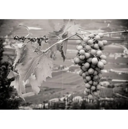 Massimago Wine Relais - Valpolicella Wine & Relax - Apartment - 4 Persons - 4 Days 3 Nights - Avvenice