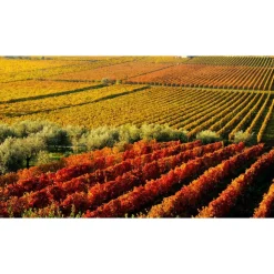 Massimago Wine Relais - Valpolicella Wine & Relax - Apartment - 4 Persons - 4 Days 3 Nights - Avvenice