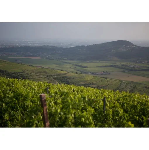 Massimago Wine Relais - Wine Tasting & Nature - 3 Days 2 Nights - Avvenice