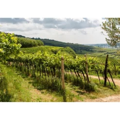 Massimago Wine Relais - Wine Tasting & Nature - 3 Days 2 Nights - Avvenice