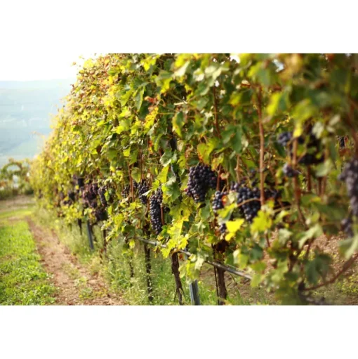 Massimago Wine Relais - Wine Tasting & Nature - 4 Days 3 Nights - Avvenice