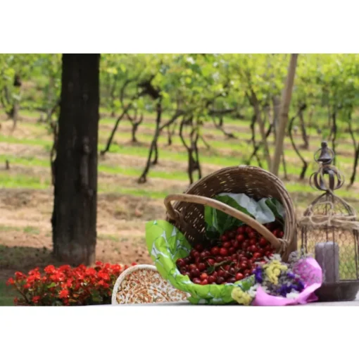 Massimago Wine Relais - Wine Tasting & Nature - 4 Days 3 Nights - Avvenice