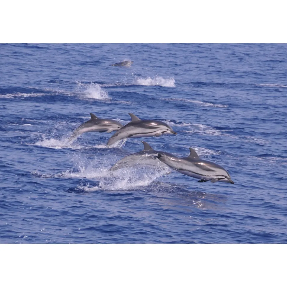 Monte Carlo Travel 1985 - Aston Martin DBX707 - Supercar - Monte-Carlo - Cannes - Exclusive Luxury - Avvenice