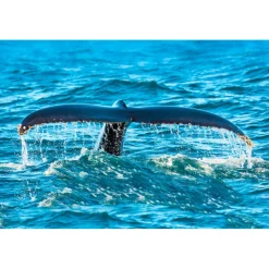 Monte Carlo Travel 1985 - Yacht Excursion - St Tropez Islands - Côte d'Azur - Cannes - France - Exclusive Luxury - Avvenice