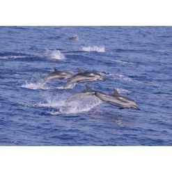 Monte Carlo Travel 1985 - Yacht Excursion - Yacht - Monte-Carlo - Exclusive Luxury - Avvenice