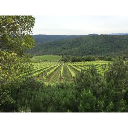 Tenuta l'Impostino - Maremma - 3 Days 2 Nights - Avvenice