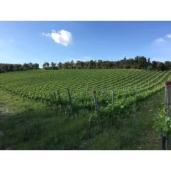 Tenuta l'Impostino - Maremma - 3 Days 2 Nights - Avvenice