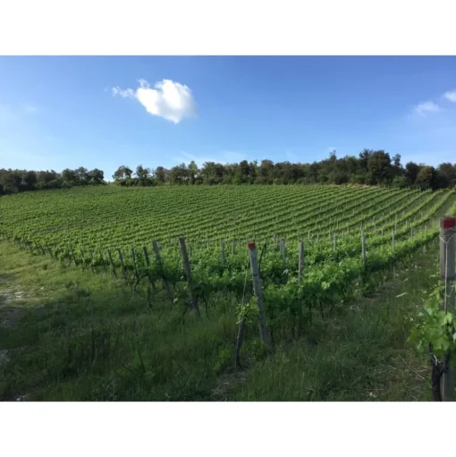 Tenuta l'Impostino - Maremma - 3 Days 2 Nights - Avvenice