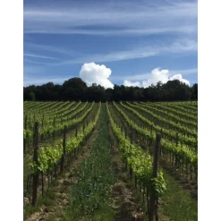 Tenuta l'Impostino - Maremma - 3 Days 2 Nights - Avvenice