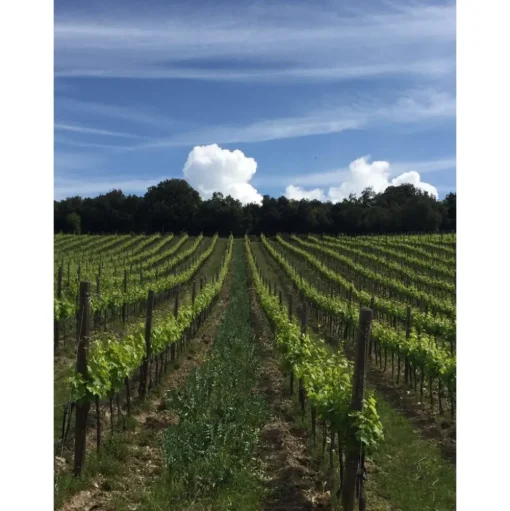 Tenuta l'Impostino - Maremma - 3 Days 2 Nights - Avvenice